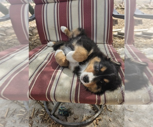 Medium Photo #1 Australian Shepherd Puppy For Sale in PHOENIX, AZ, USA