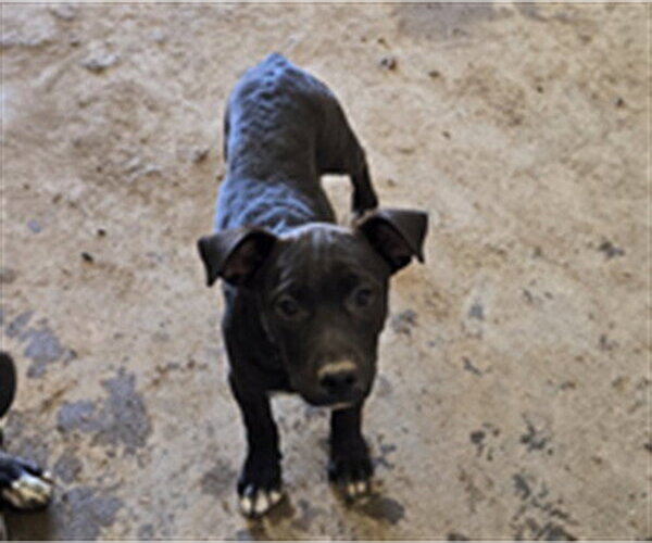 Medium Photo #1 Shepradors Puppy For Sale in South Lake Tahoe, CA, USA