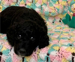 Small Photo #4 Goldendoodle Puppy For Sale in ASHBURN, VA, USA