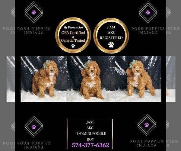 Medium Photo #17 Poodle (Miniature) Puppy For Sale in WARSAW, IN, USA