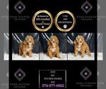 Small Photo #17 Poodle (Miniature) Puppy For Sale in WARSAW, IN, USA