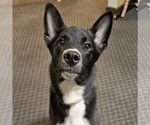 Collie-Labrador Retriever Mix Dogs for adoption in Brooklyn Center, MN, USA