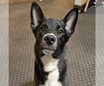 Small Collie-Labrador Retriever Mix