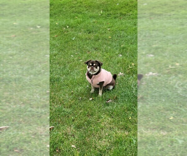 Medium Photo #1 Pug Puppy For Sale in NEENAH, WI, USA