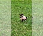 Small Photo #1 Pug Puppy For Sale in NEENAH, WI, USA