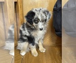Small #6 Miniature Australian Shepherd