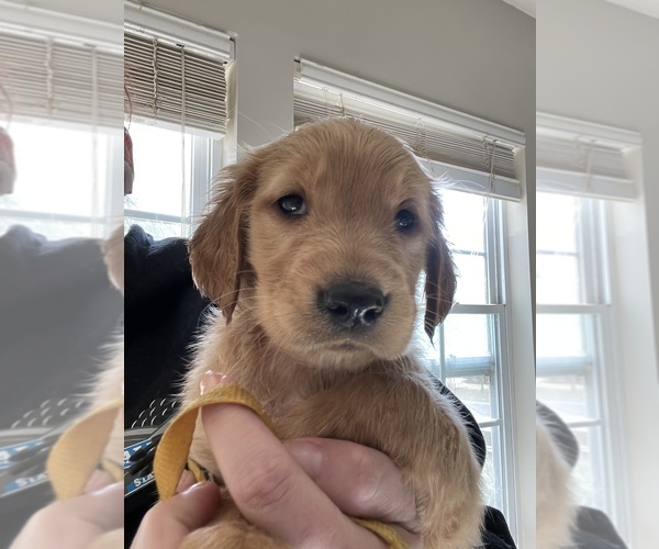 Medium Photo #5 Golden Retriever Puppy For Sale in SUMMERVILLE, SC, USA