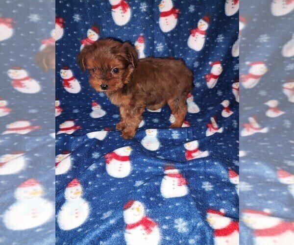 Medium Photo #9 YorkiePoo Puppy For Sale in LAPEER, MI, USA
