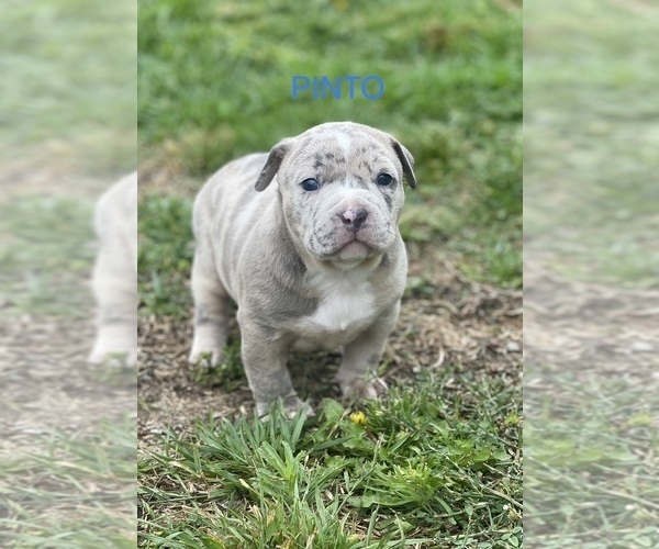 Medium Photo #2 American Bully Puppy For Sale in UPLAND, CA, USA