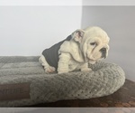 Small #12 Bulldog