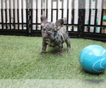 Puppy 2 French Bulldog