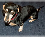 Small Photo #8 Dachshund Puppy For Sale in Shelbyville, TN, USA