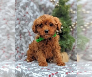 Cavapoo Puppy for sale in QUARRYVILLE, PA, USA