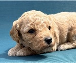 Puppy Puppy 2 Cavapoo (Miniature)