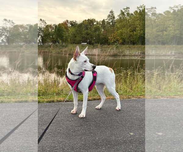 Medium Photo #4 Collie-Unknown Mix Puppy For Sale in New London, WI, USA