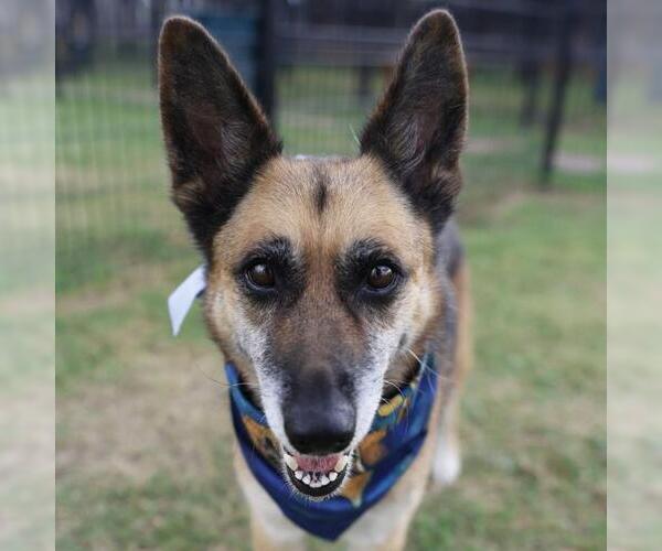 Medium Photo #1 German Shepherd Dog-Unknown Mix Puppy For Sale in San Antonio, TX, USA