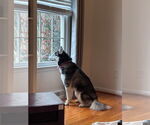 Small Photo #8 Siberian Husky Puppy For Sale in Rustburg, VA, USA