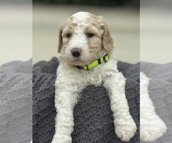 Medium Photo #1 Saint Berdoodle Puppy For Sale in FRANKFORT, IN, USA