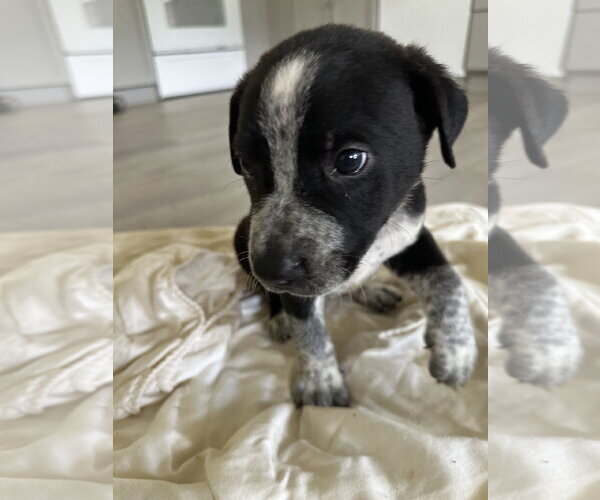 Medium Photo #1 Staffordshire Bull Terrier-Unknown Mix Puppy For Sale in The Woodlands, TX, USA