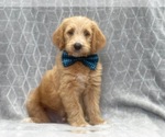 Small Photo #2 Labradoodle Puppy For Sale in LAKELAND, FL, USA