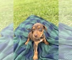 Small #5 Catahoula Leopard Dog