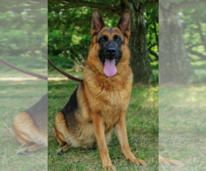 German Shepherd Dog Dog for Adoption in UPPERVILLE, Virginia USA