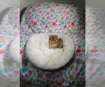 Small Pomeranian