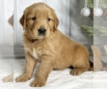 Small Photo #5 Golden Retriever Puppy For Sale in FREDERICKSBURG, OH, USA
