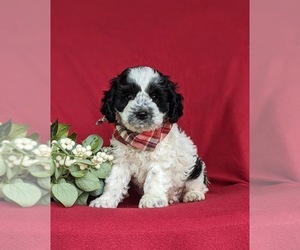 Cock-A-Poo Puppy for sale in NOTTINGHAM, PA, USA