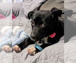Small #2 Labrador Retriever Mix
