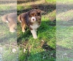 Small #6 Australian Shepherd