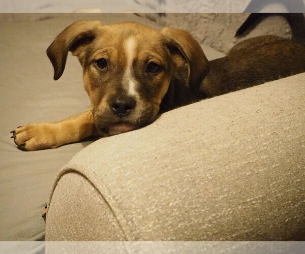 Medium Photo #1 Labrador Retriever-Unknown Mix Puppy For Sale in St. Louis Park, MN, USA