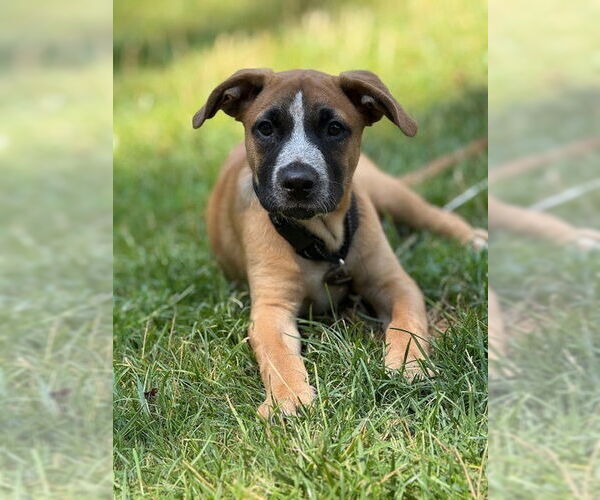Medium Photo #5 Labrador Retriever-Unknown Mix Puppy For Sale in Brewster, NY, USA
