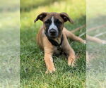 Small #4 Labrador Retriever Mix