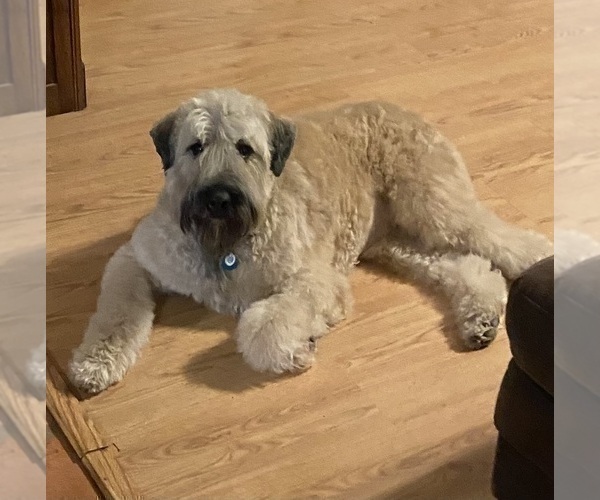 Medium Photo #2 Bouvier Des Flandres Puppy For Sale in BLANCO, TX, USA