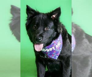 Chow Chow-Unknown Mix Dogs for adoption in West Valley, UT, USA