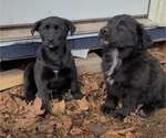 Small Photo #1 Shepradors Puppy For Sale in LAKEBAY, WA, USA