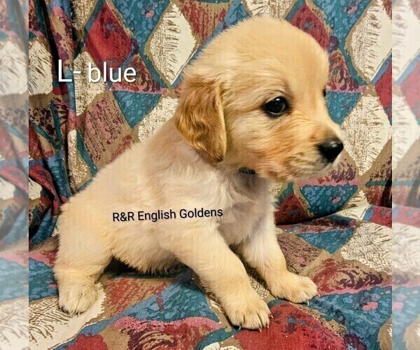 Medium Photo #11 English Cream Golden Retriever Puppy For Sale in BROWNSTOWN, MI, USA