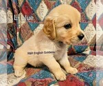 Small #10 English Cream Golden Retriever