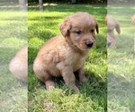 Small #9 Golden Retriever