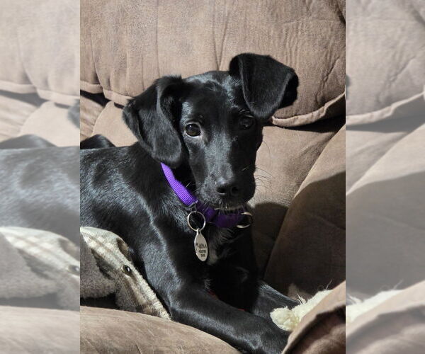 Medium Photo #2 Colonial Cocker Spaniel-Unknown Mix Puppy For Sale in Boston, MA, USA