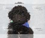 Small #16 Poodle (Toy)