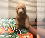 Small Photo #6 Poodle (Standard) Puppy For Sale in WALKER, LA, USA