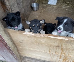 Alaskan Malamute-Australian Cattle Dog Mix Litter for sale in JORDANVILLE, NY, USA