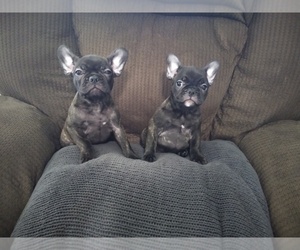 French Bulldog Puppy for Sale in LEMOORE, California USA