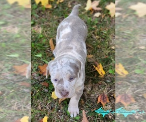 Catahoula Leopard Dog Puppy for sale in MORAN, MI, USA