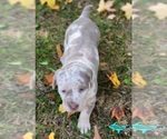 Image preview for Ad Listing. Nickname: Riley
