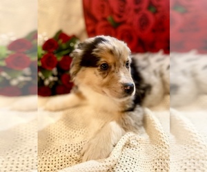 Australian Shepherd Puppy for sale in SPRINGFIELD, MN, USA