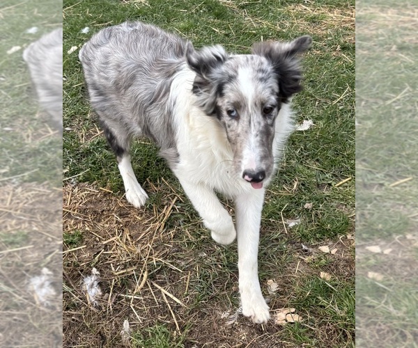Medium Photo #3 Shetland Sheepdog Puppy For Sale in KEWAUNEE, WI, USA