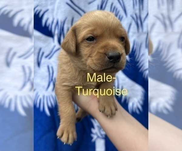 Medium Photo #3 Labrador Retriever Puppy For Sale in GREENVILLE, SC, USA